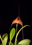 Masd. triangularis